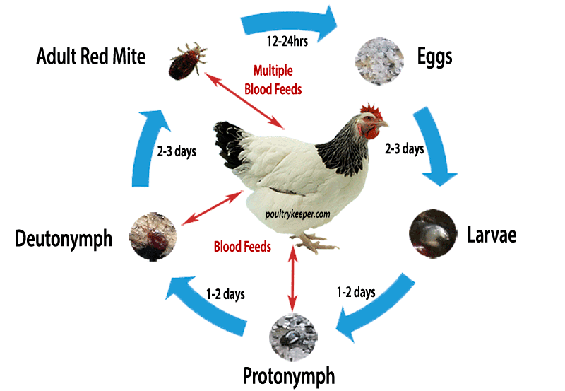 Red Mite Life Cycle