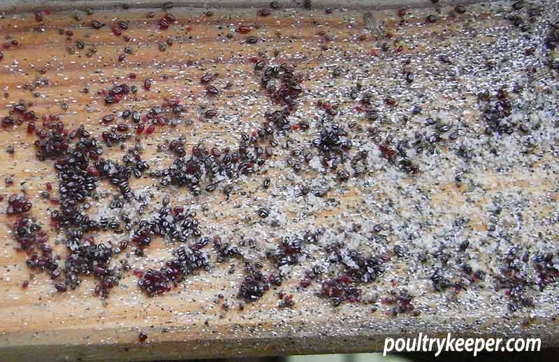 Red Mite in Chicken House