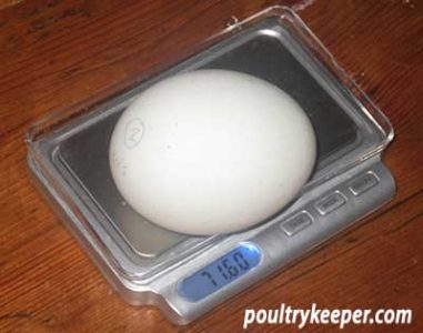 Egg Scales