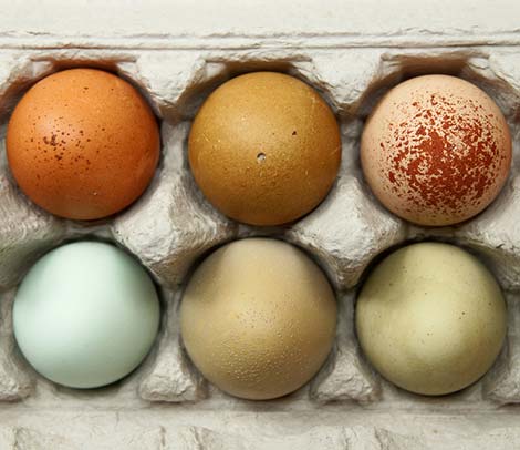 Coloured Eggs