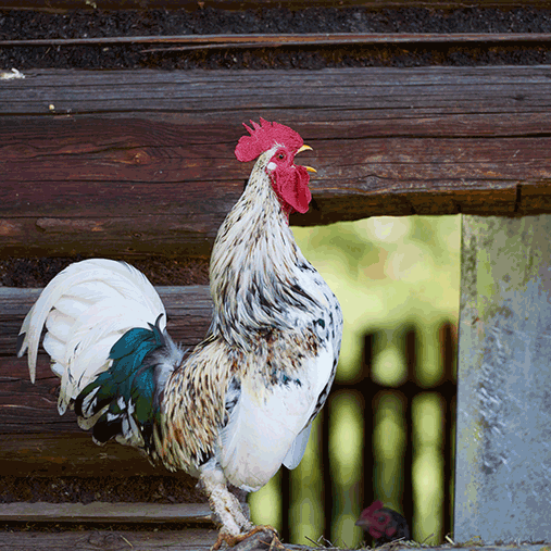 keeping chickens rooster