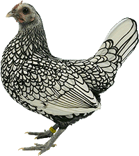 Silver Sebright Bantam Chicken