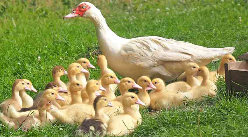 Duck with ducklings