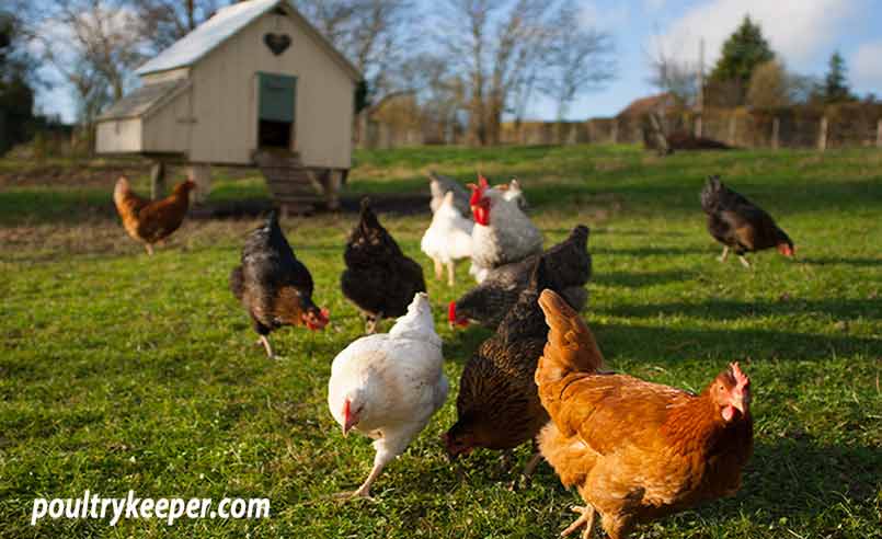 The best laying hens