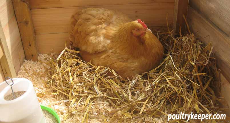 Hatching Eggs with a Broody Hen