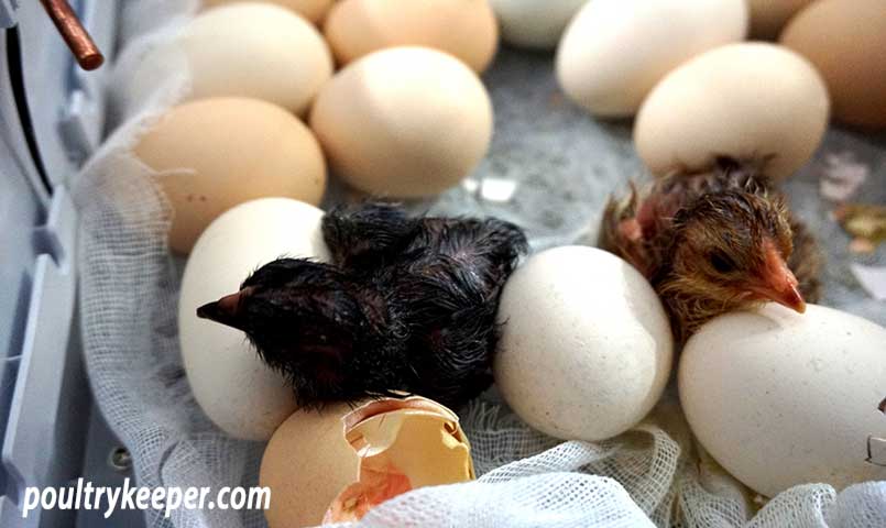 baby chicks hatching in incubator