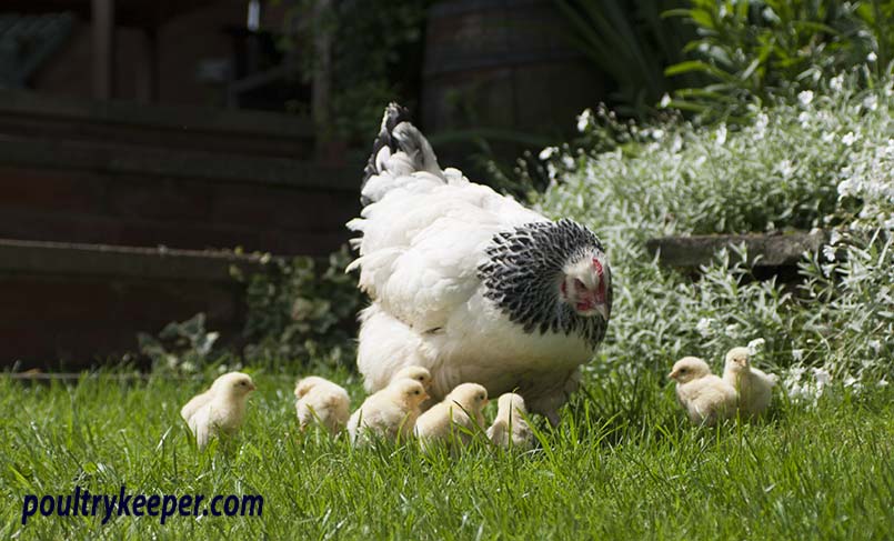 Broody hen with chicks