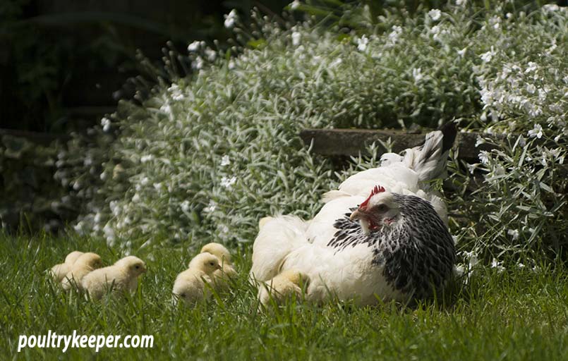 Caring for a broody hen with chicks