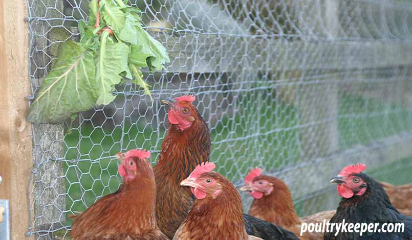 Chickens enjoying greens