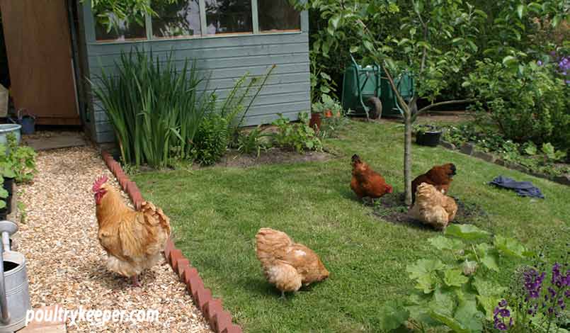 Chickens in Garden