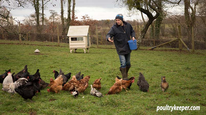 Feeding Chickens In Winter