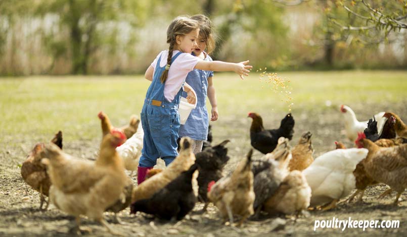 Feeding Chickens