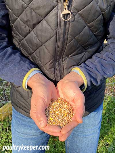 mixed poultry corn in hands