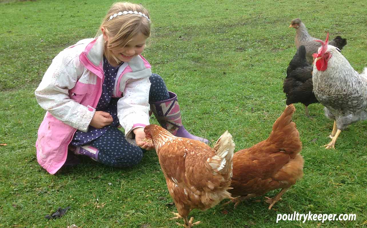 Chicken Fencing  Keeping Chickens: A Beginners Guide