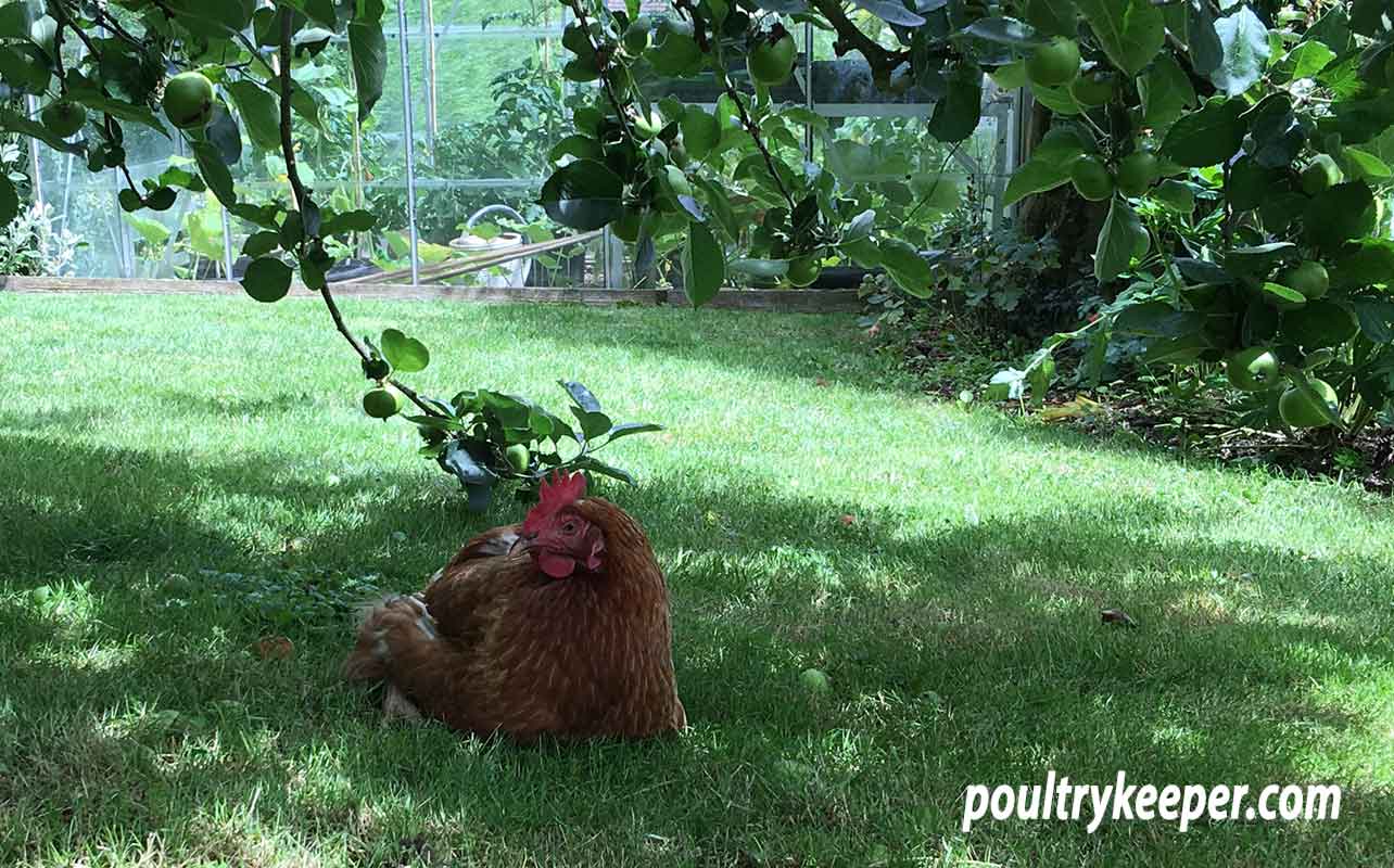 Chicken in shade of an apple tree