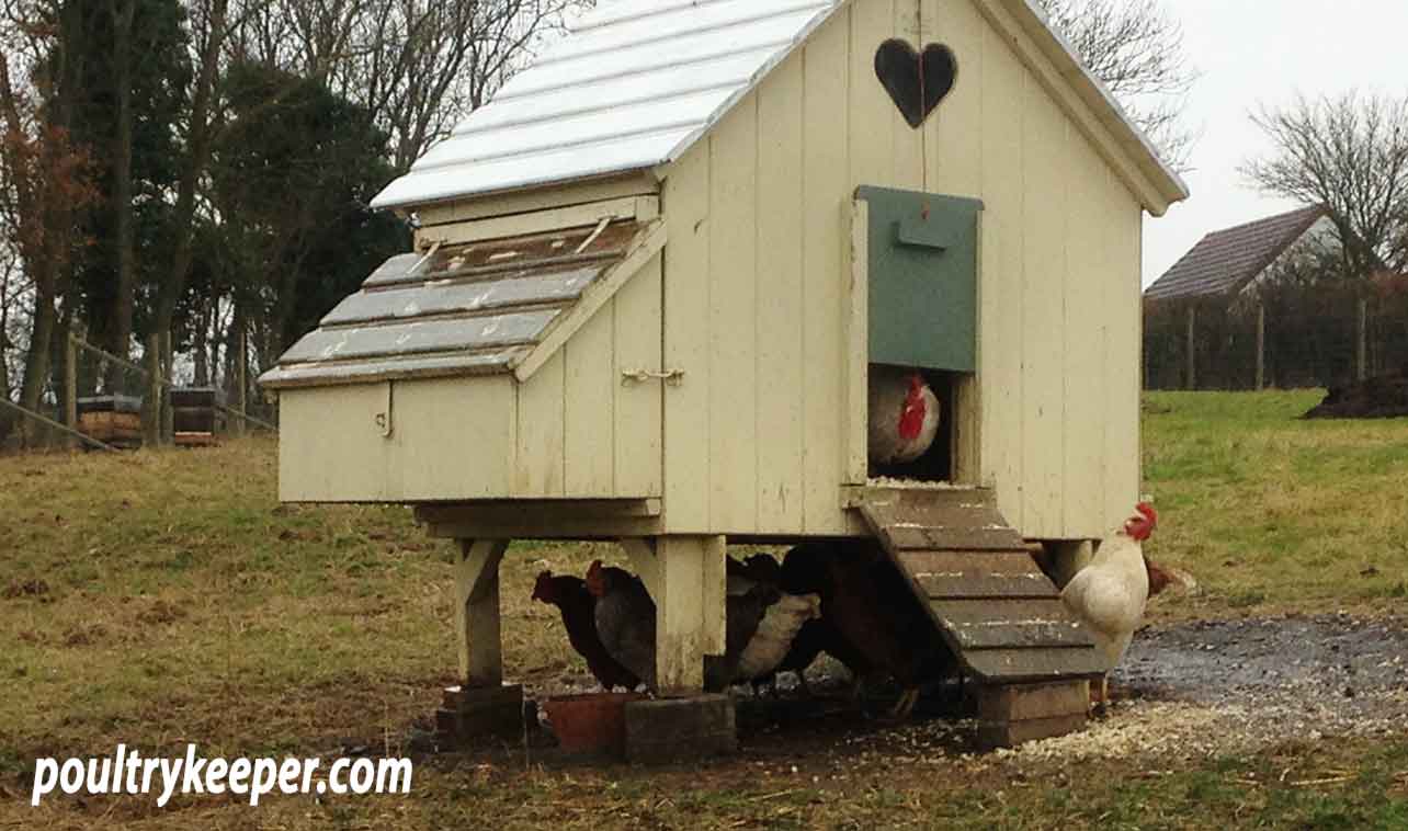 Chickens Sheltering from the