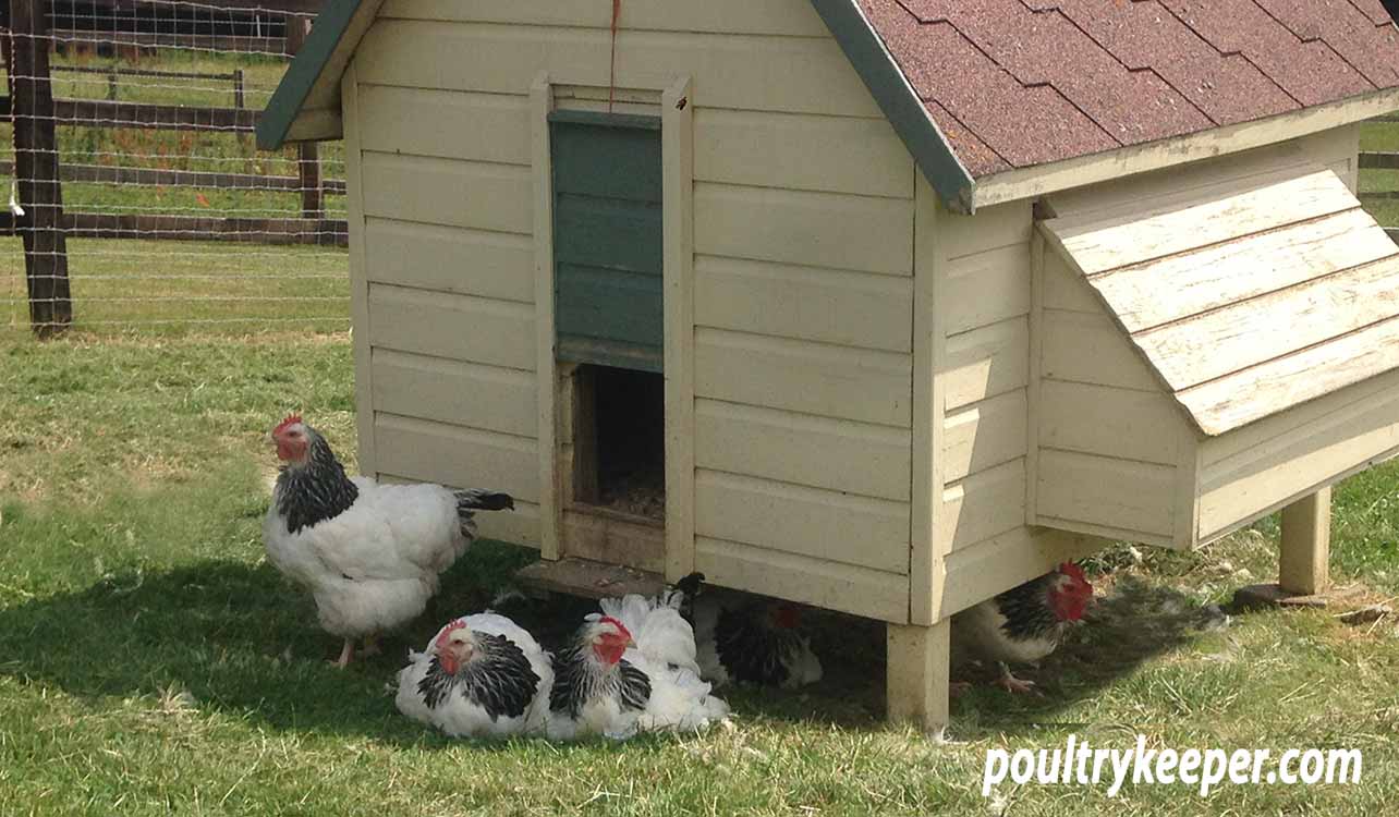 Light Sussex chickens in shade of a chicken house