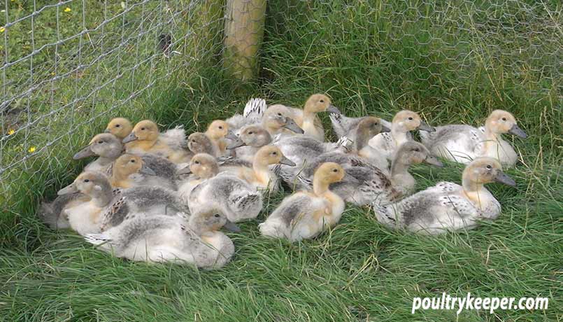 Abacot Ranger Ducklings