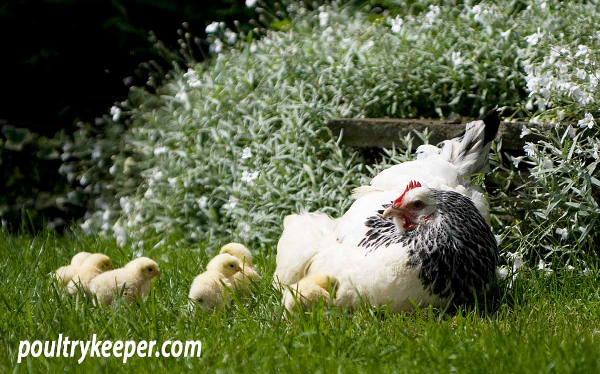 Raising Chicks with Mother Hen - Backyard Poultry