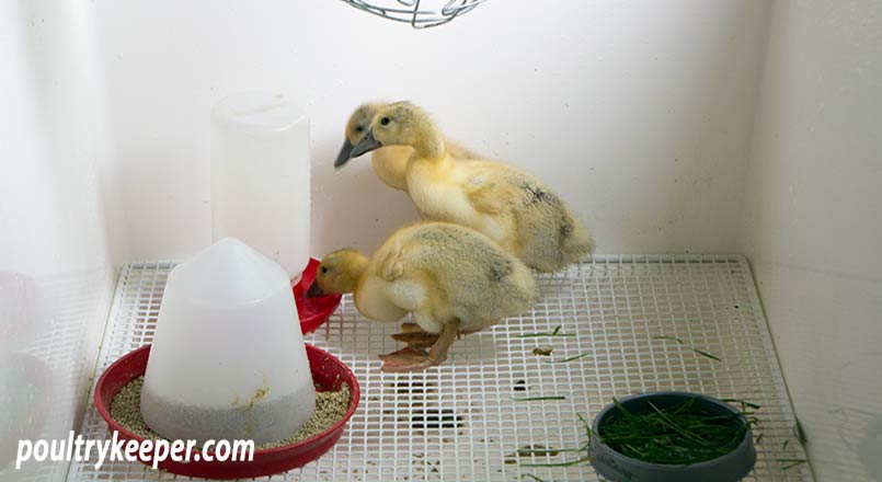 Ducklings in Brooder