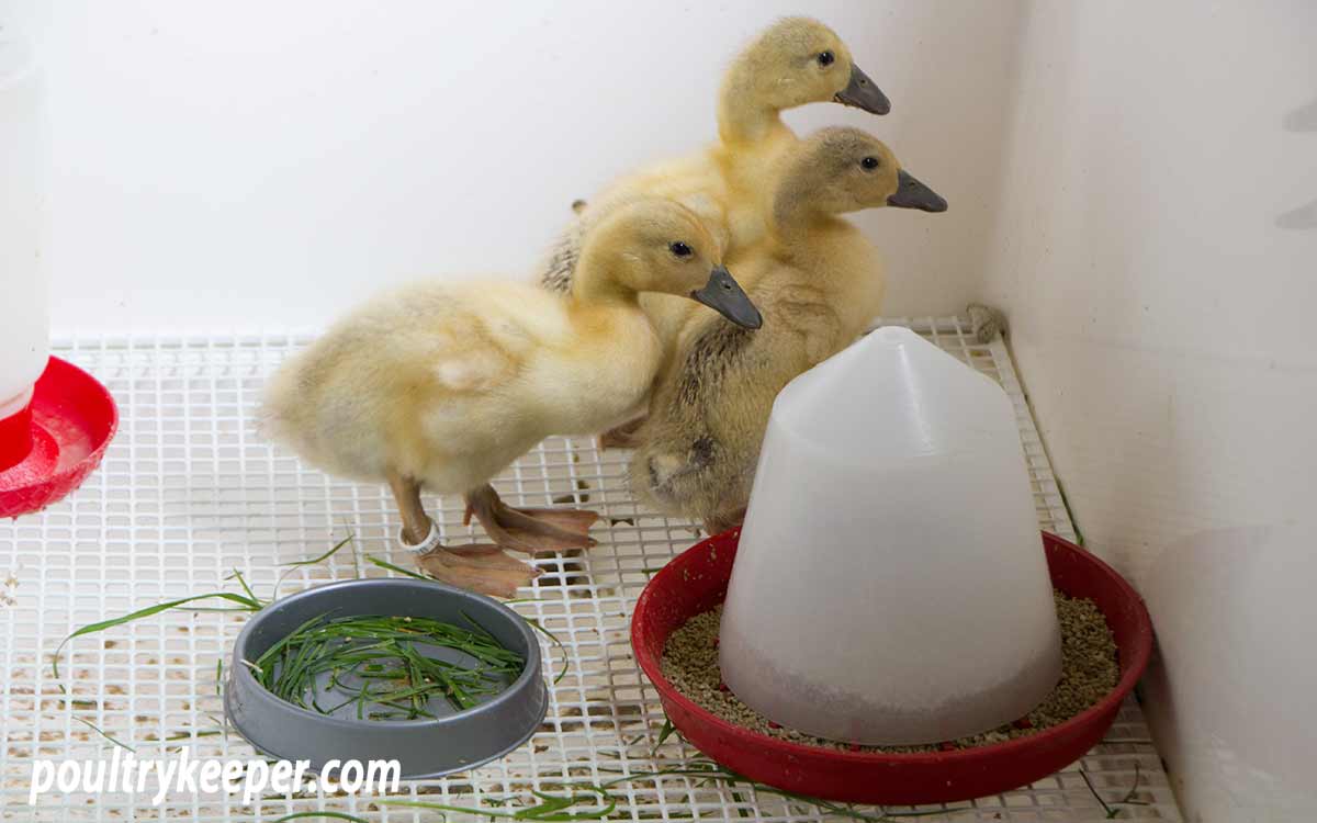 Feeding Ducklings