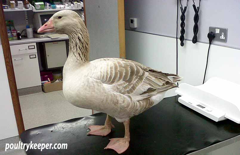 Goose on vet surgery table