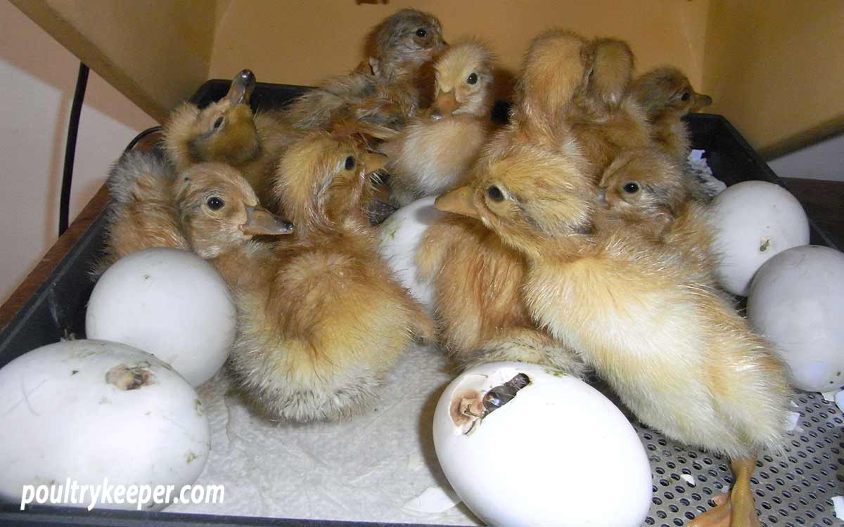 Raising-Ducklings