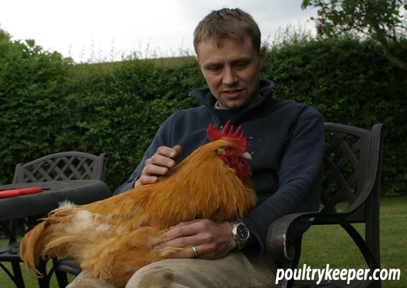 Holding a rooster after trimming spurs