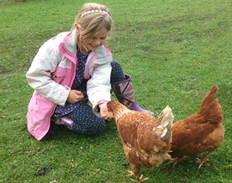 Rehoming Battery Hens