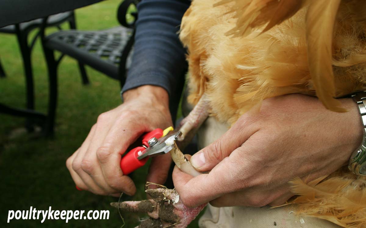 Trimming Rooster Spurs