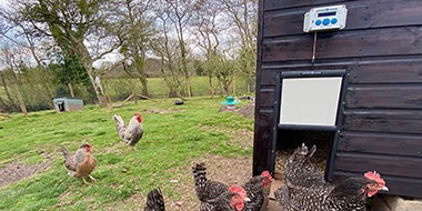 Chicken Guard Automatic Chicken Door