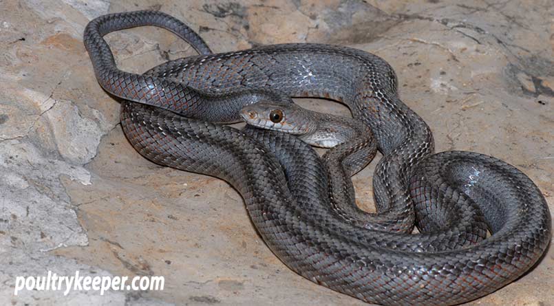 Bairds Rat Snake