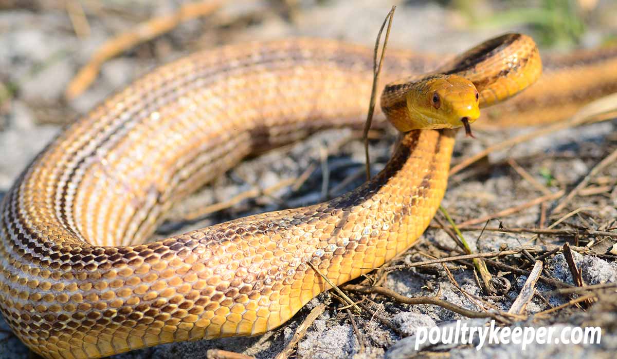 Where rats are bred to feed snakes