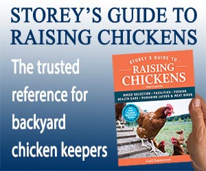 Storeys Guide to Raising Chickens Banner