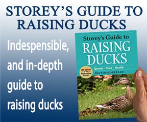 Raising Ducks Banner