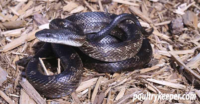 Black Rat Snake