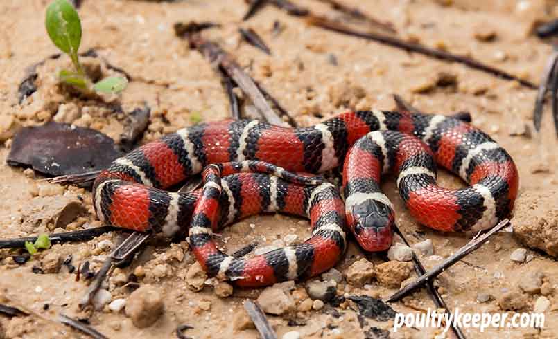 Scarlet Kingsnake