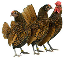 Chicken Breeds Thumbnail