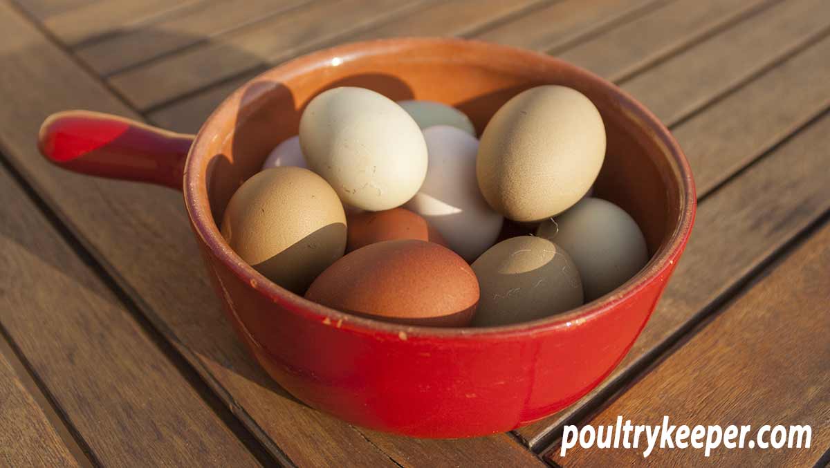 Chicken Eggshell Colours Explained