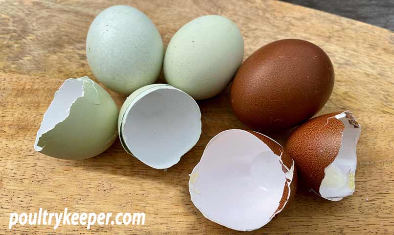 All About Eggshell Colors—Why Are Some Eggs Blue?