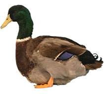 Duck Breeds Thumbnail