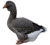 Goose Breeds Thumbnail