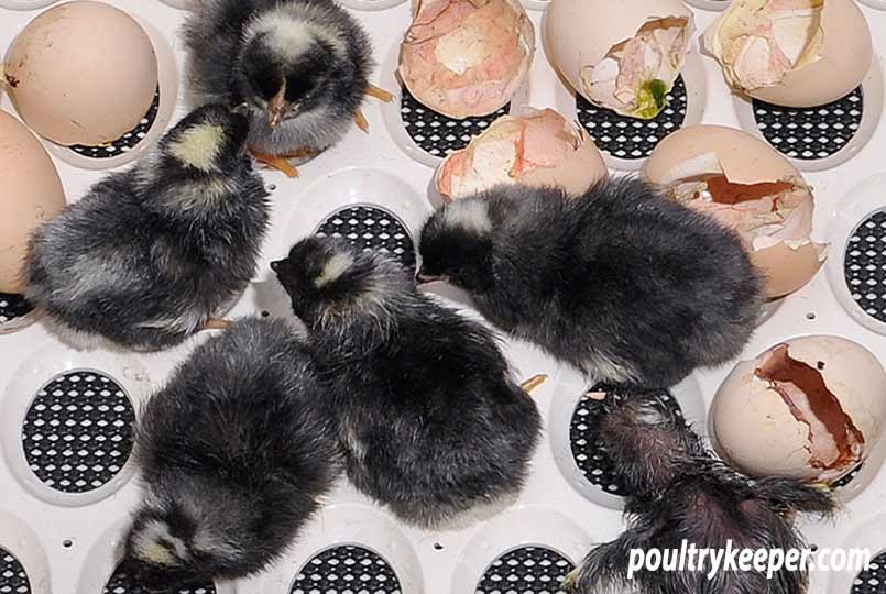 Chicks Hatching in an Incubator