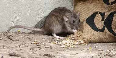 3 Steps to Banish Rats and Mice from Your Shed, Barn, and Farm