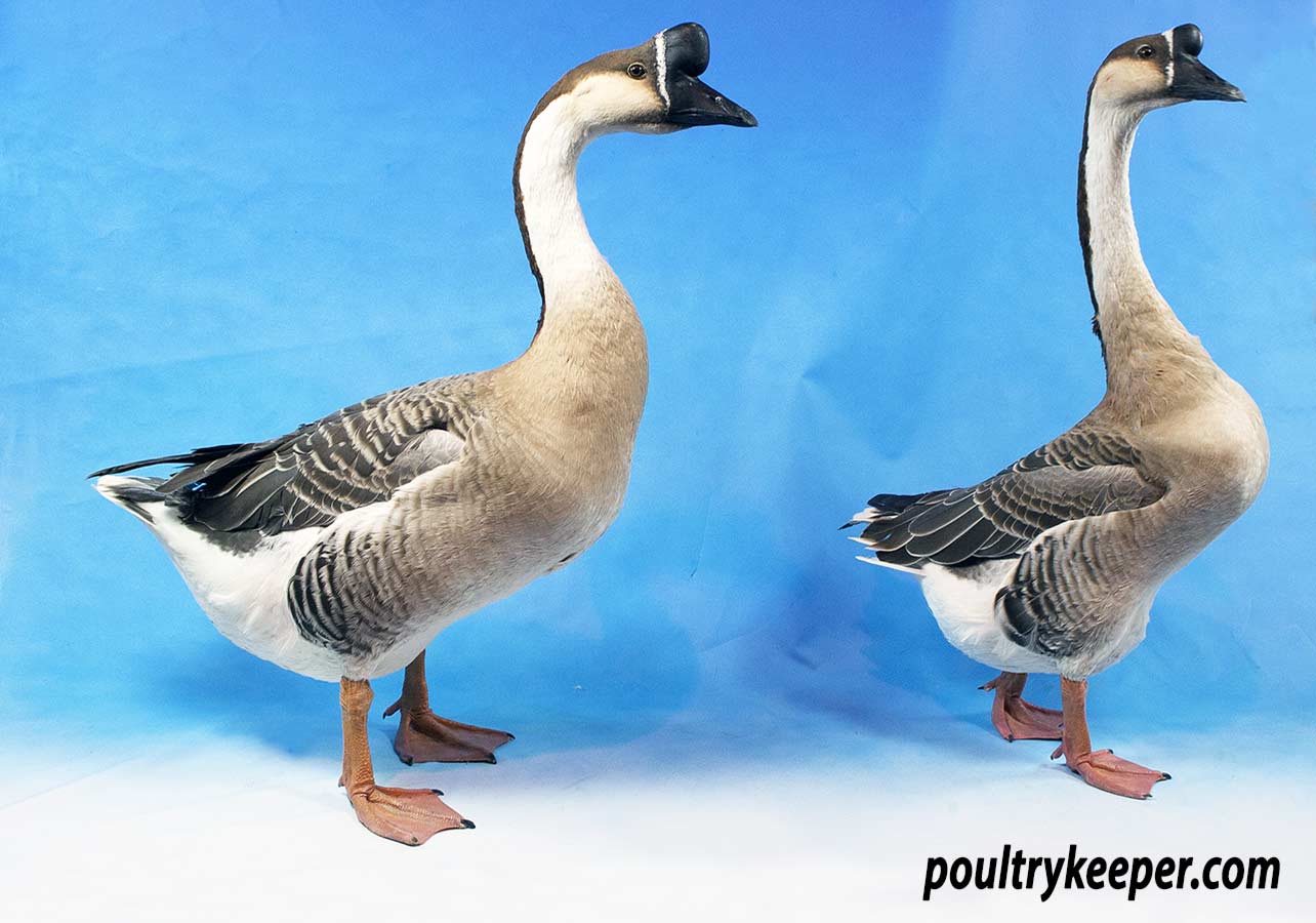 white chinese goose baby