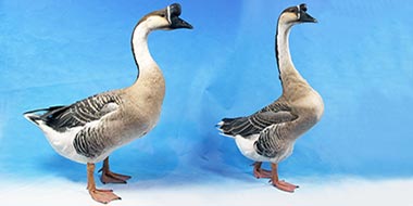 Chinese Geese