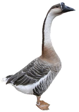 african goose vs chinese goose