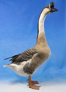 Chinese Goose