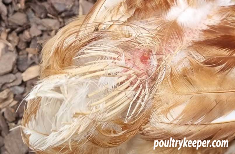 Depluming Mites - that can affect chickens, ducks and geese.