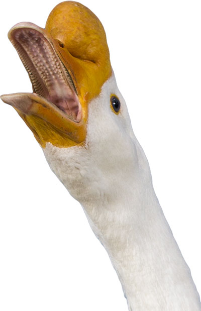 White Chines Goose Shouting